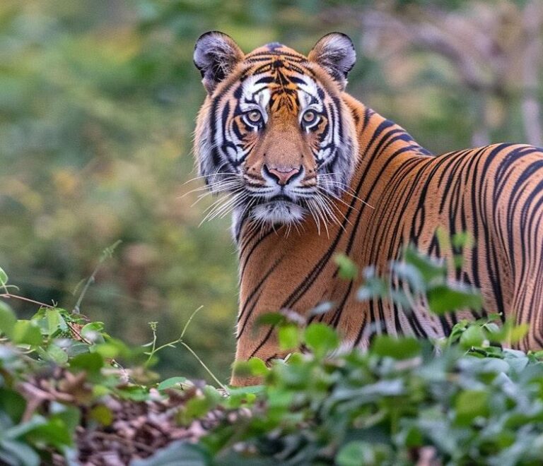 Recent Tiger Safari Moments