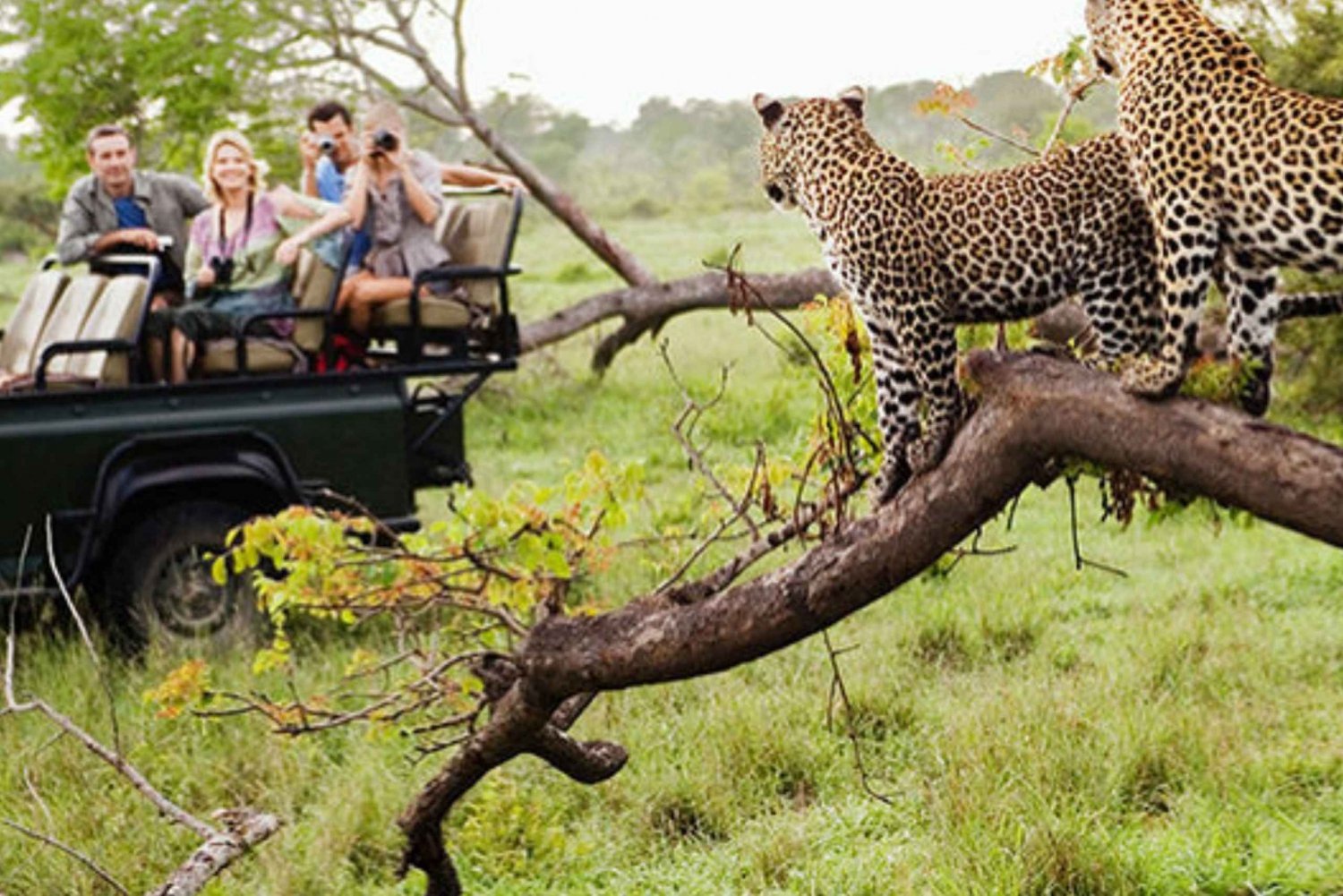 Classic Tiger Safari