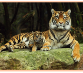 Classic Tiger safari